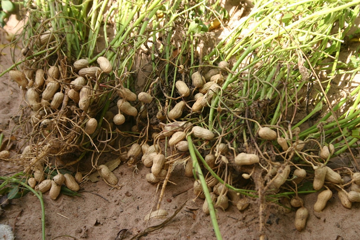 Бамбарский земляной орех