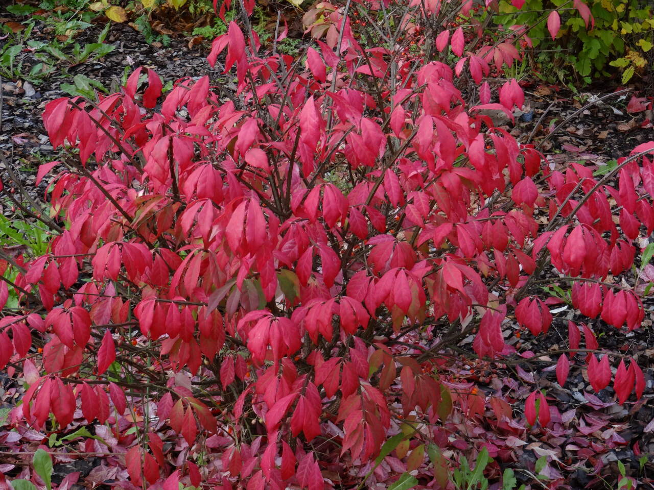 Бересклет крылатый