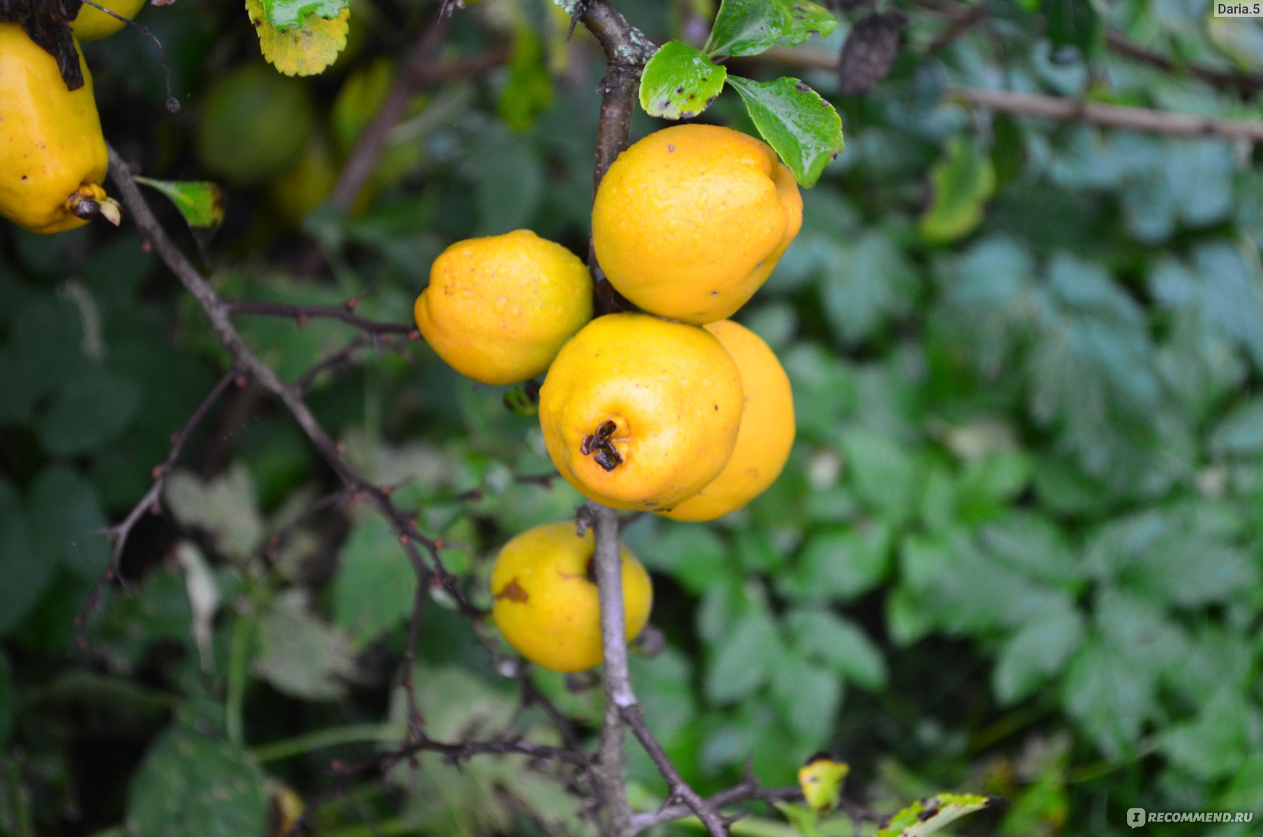 Айва яблоковидная