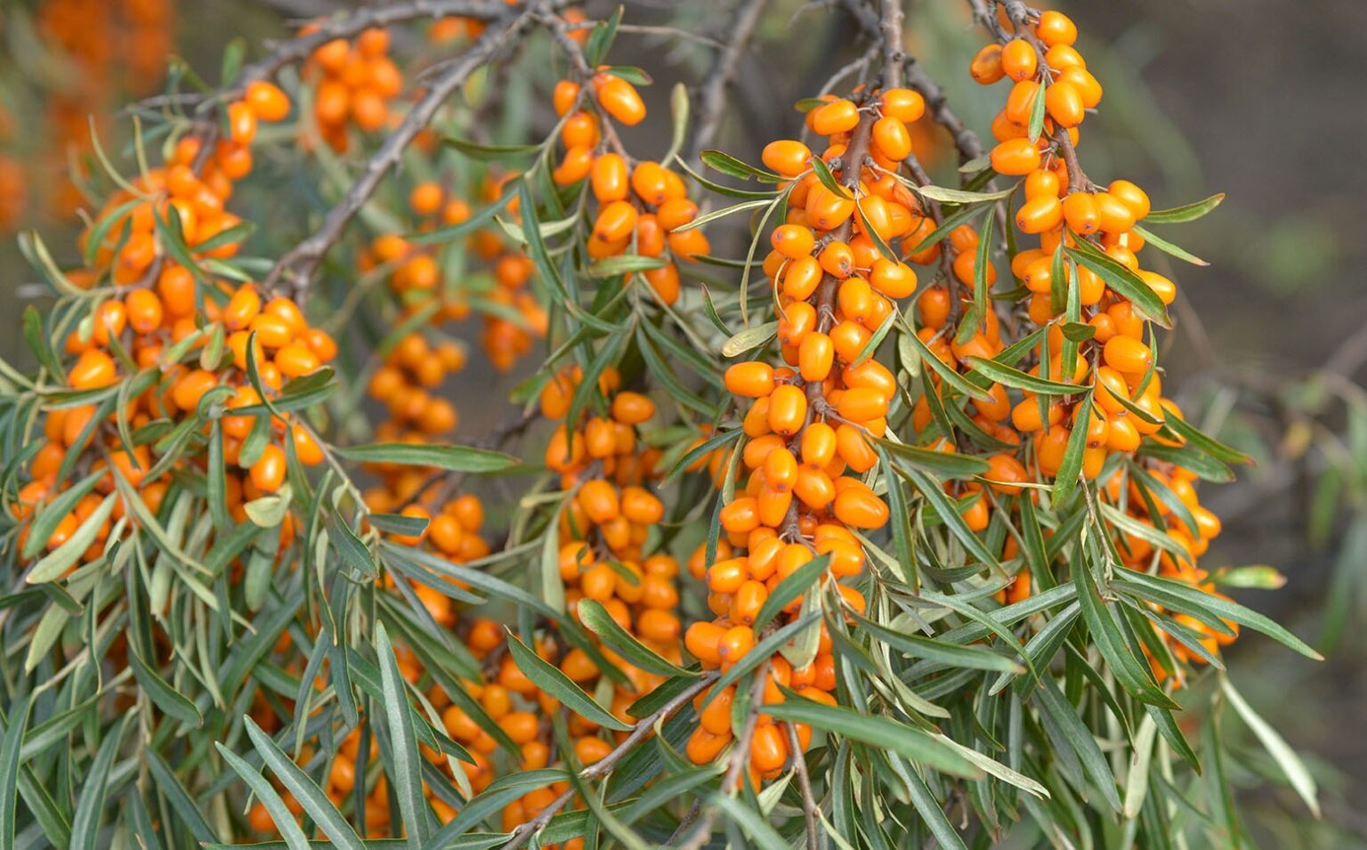 Облепиха Облепиха