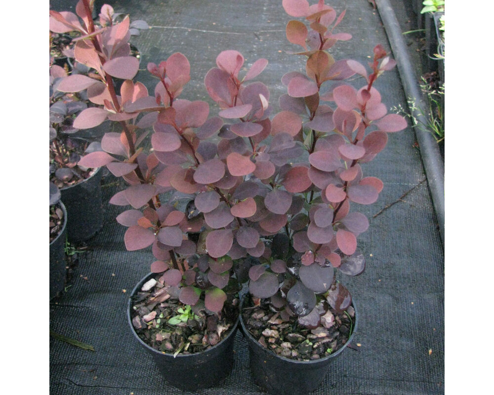 Барбарис монетный