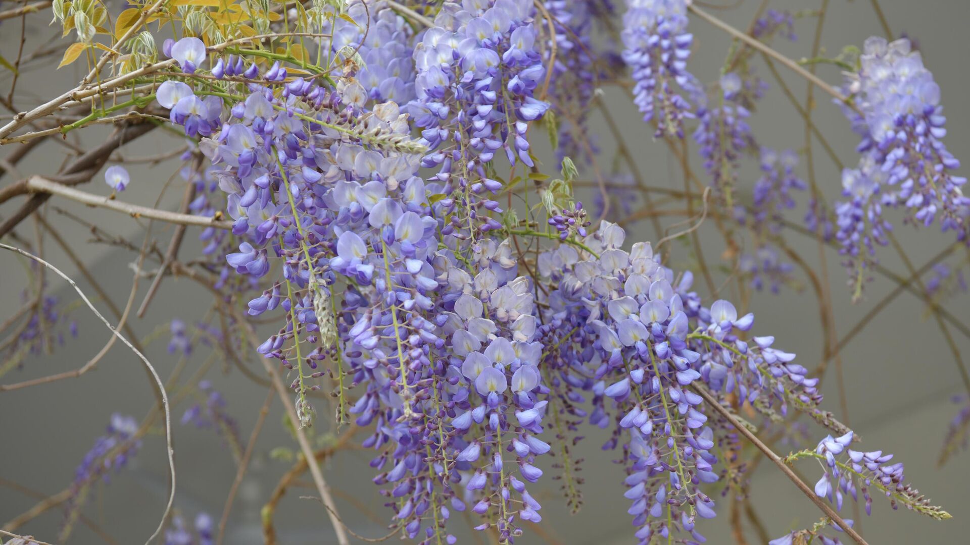 Глициния прекрасная Глициния прекрасная