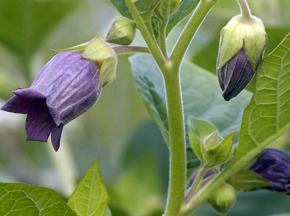 Белладонна