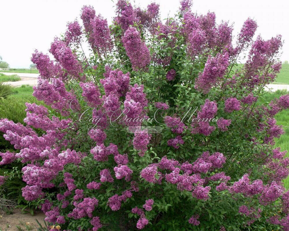 Сирень китайская