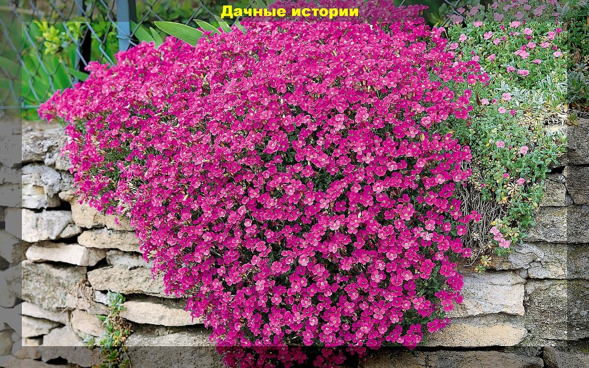 Обриета