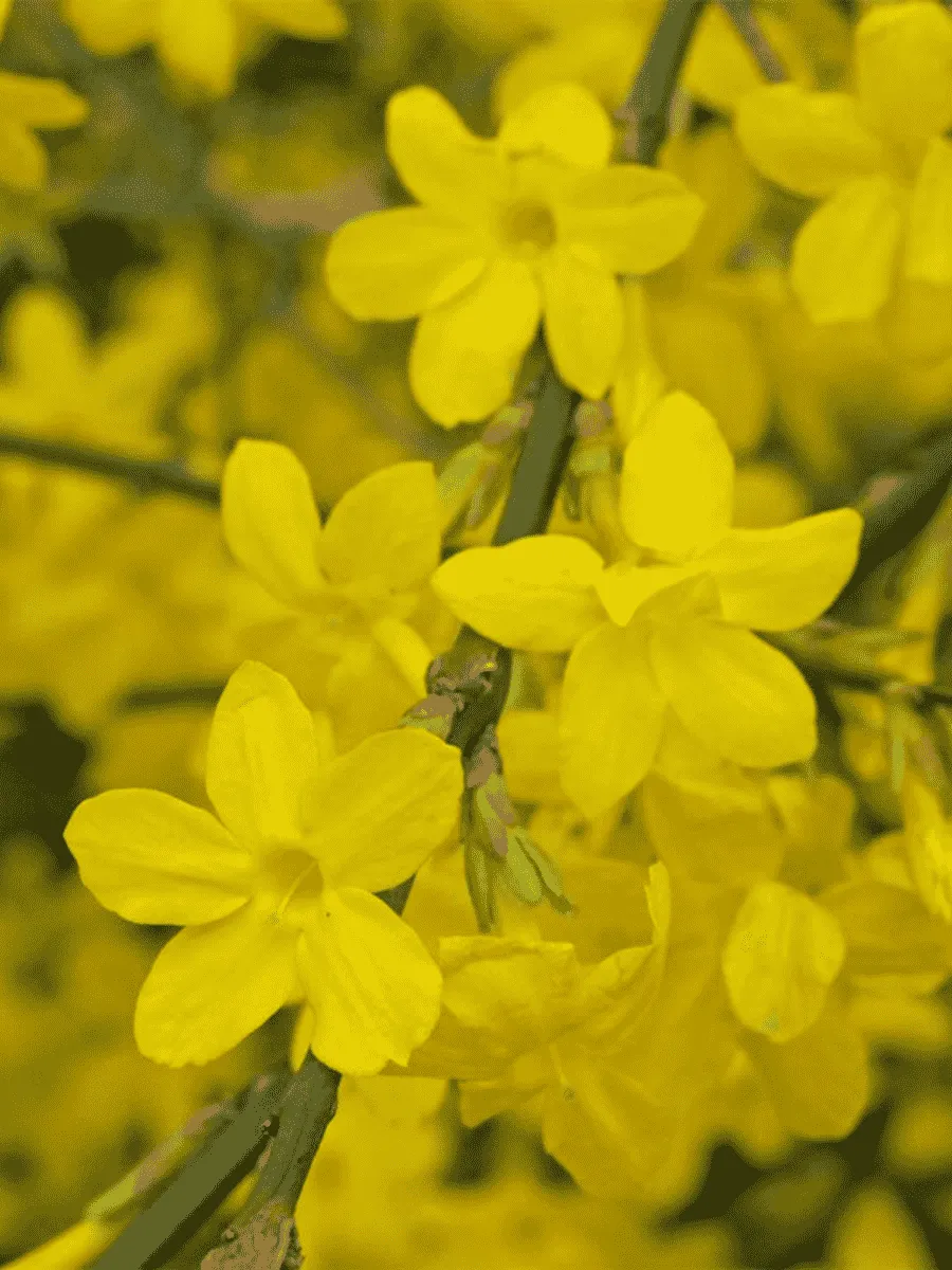 Жасмин голоцветковый Жасмин голоцветковый