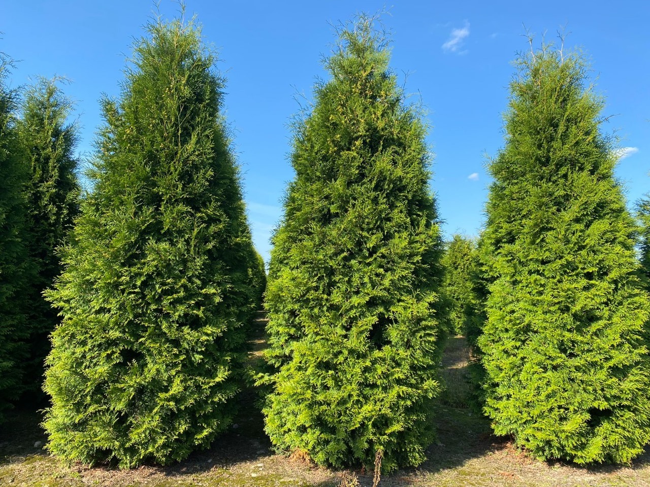 Туя западная Туя западная