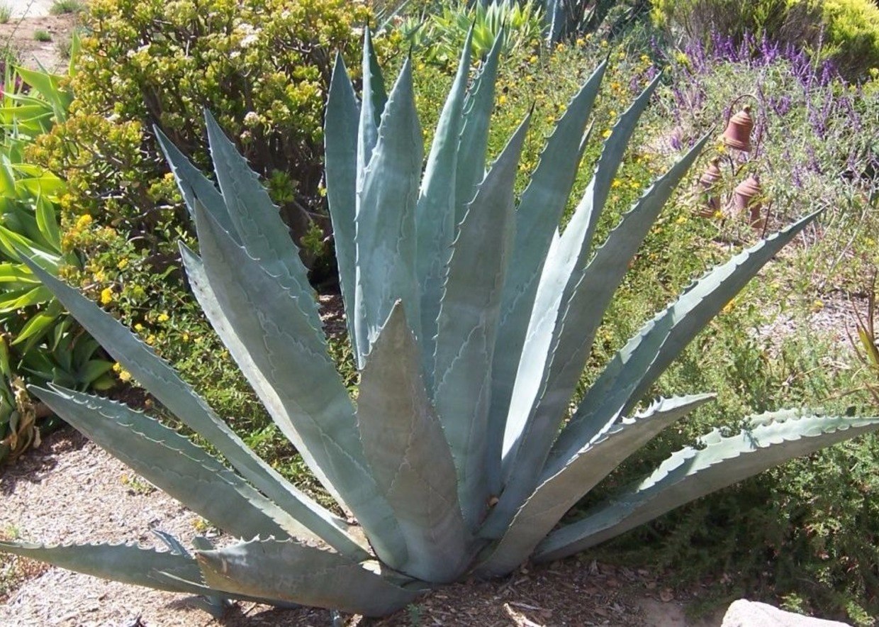 Агава Агава