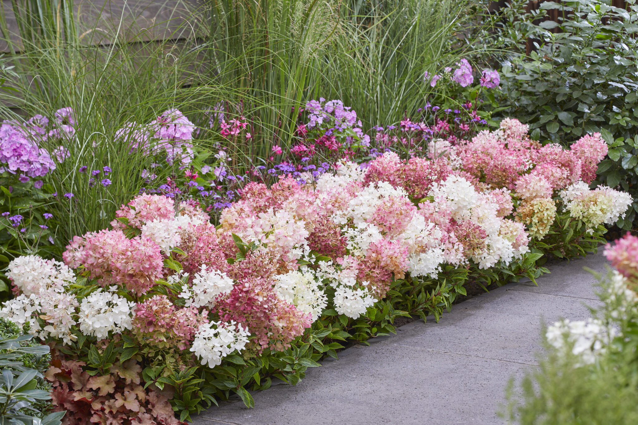 Гортензия метельчатая Гортензия метельчатая