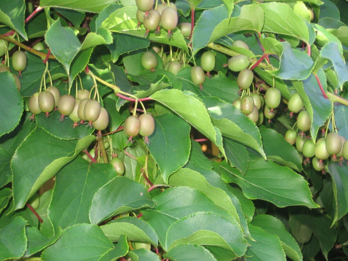 Актинидия аргута