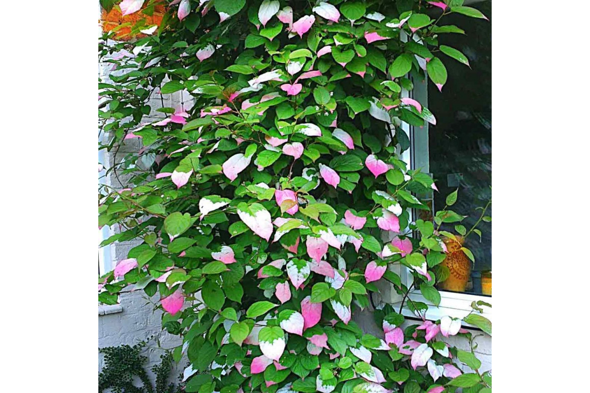 Актинидия китайская