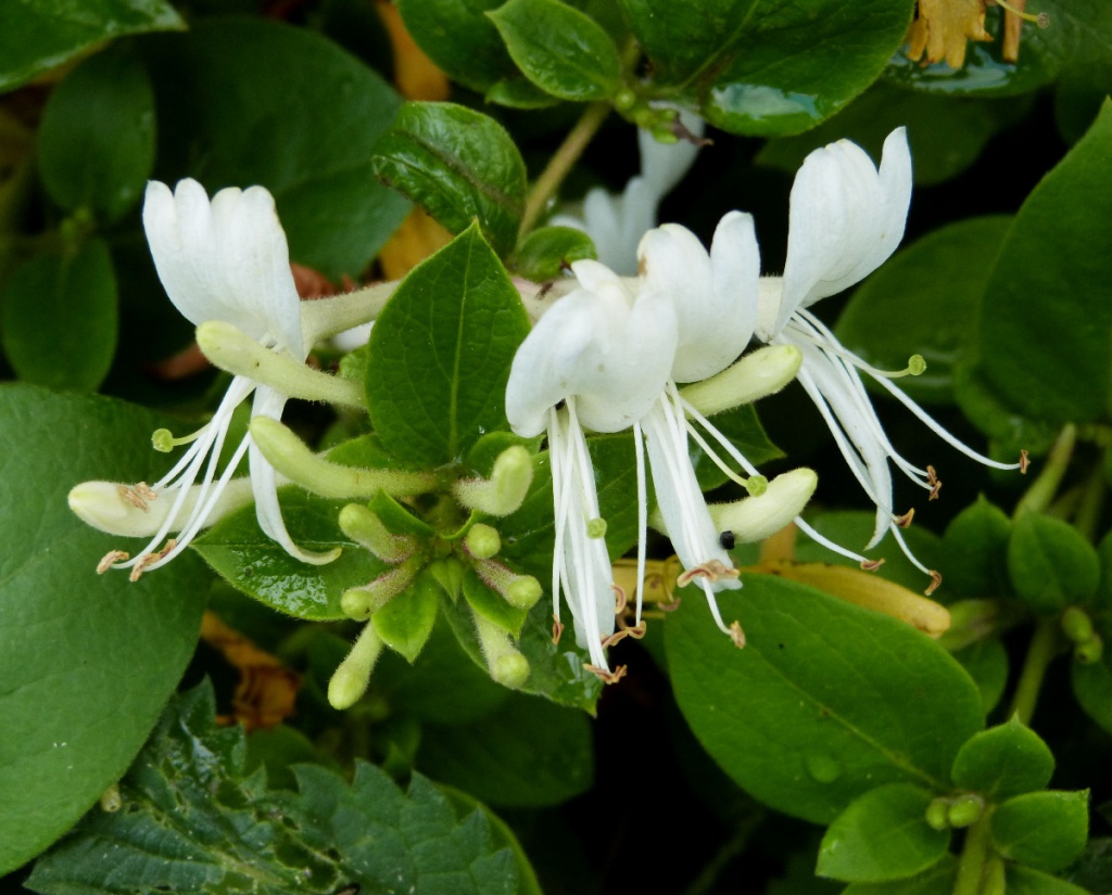 Жимолость каприфоль