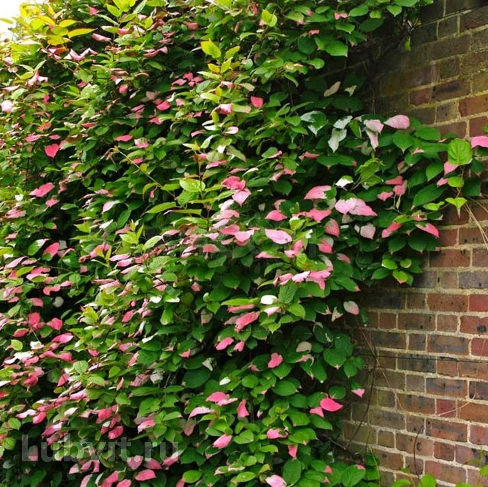 Актинидия рубра