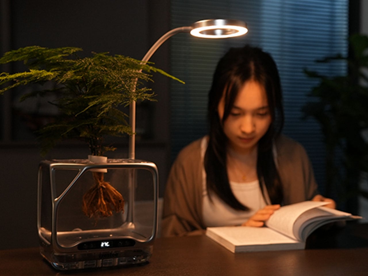 Бархат китайский