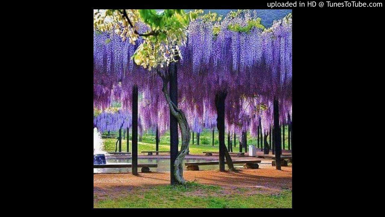 Глициния прекрасная Глициния прекрасная