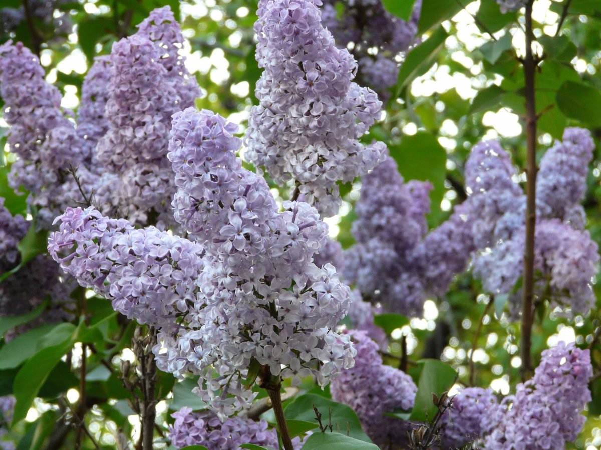 Сирень персидская