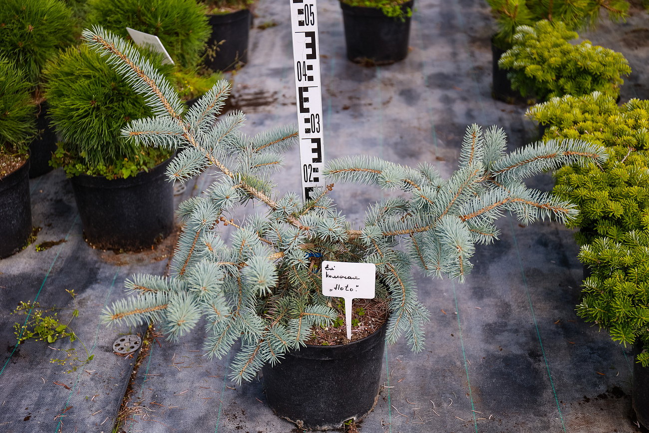 Ель колючая