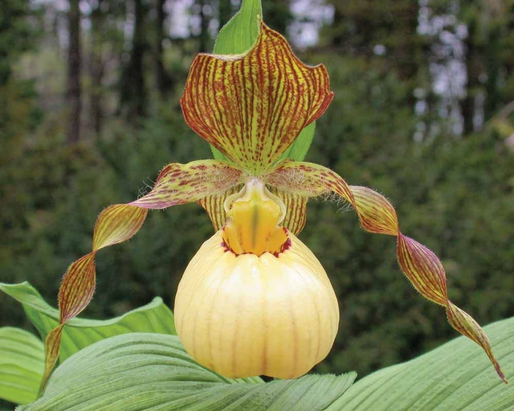 Башмачок тибетский