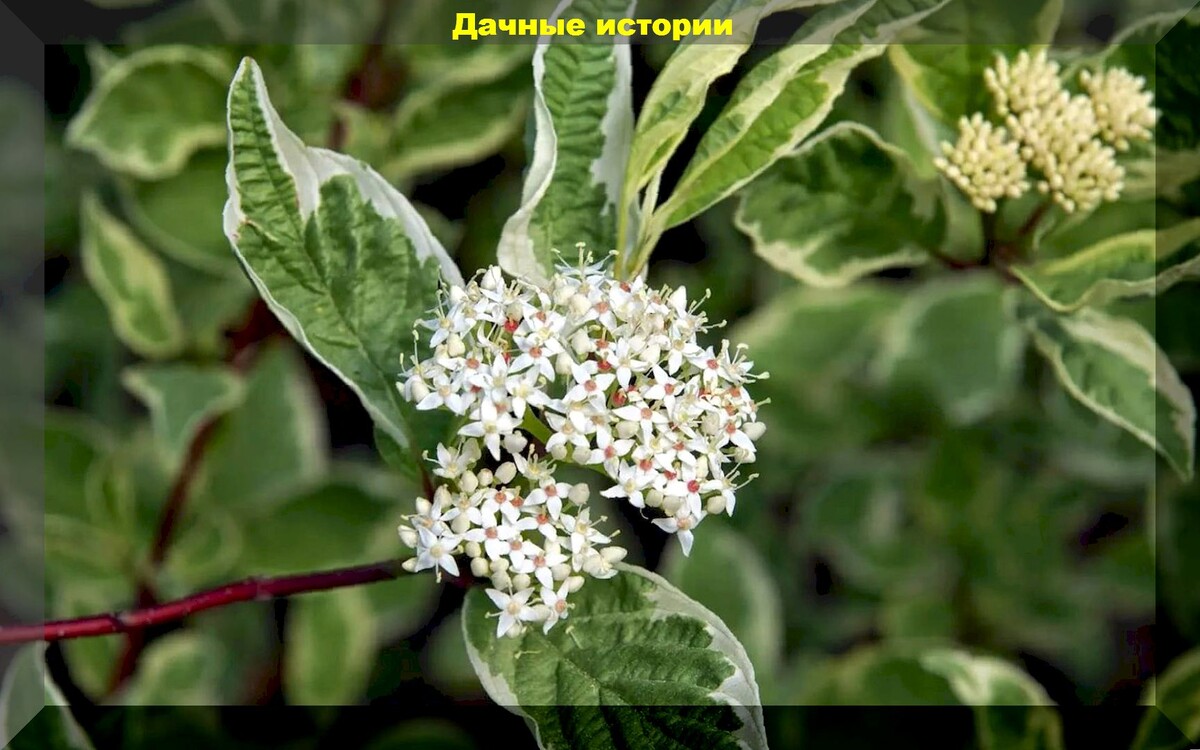 Дерен Натела Дерен Натела