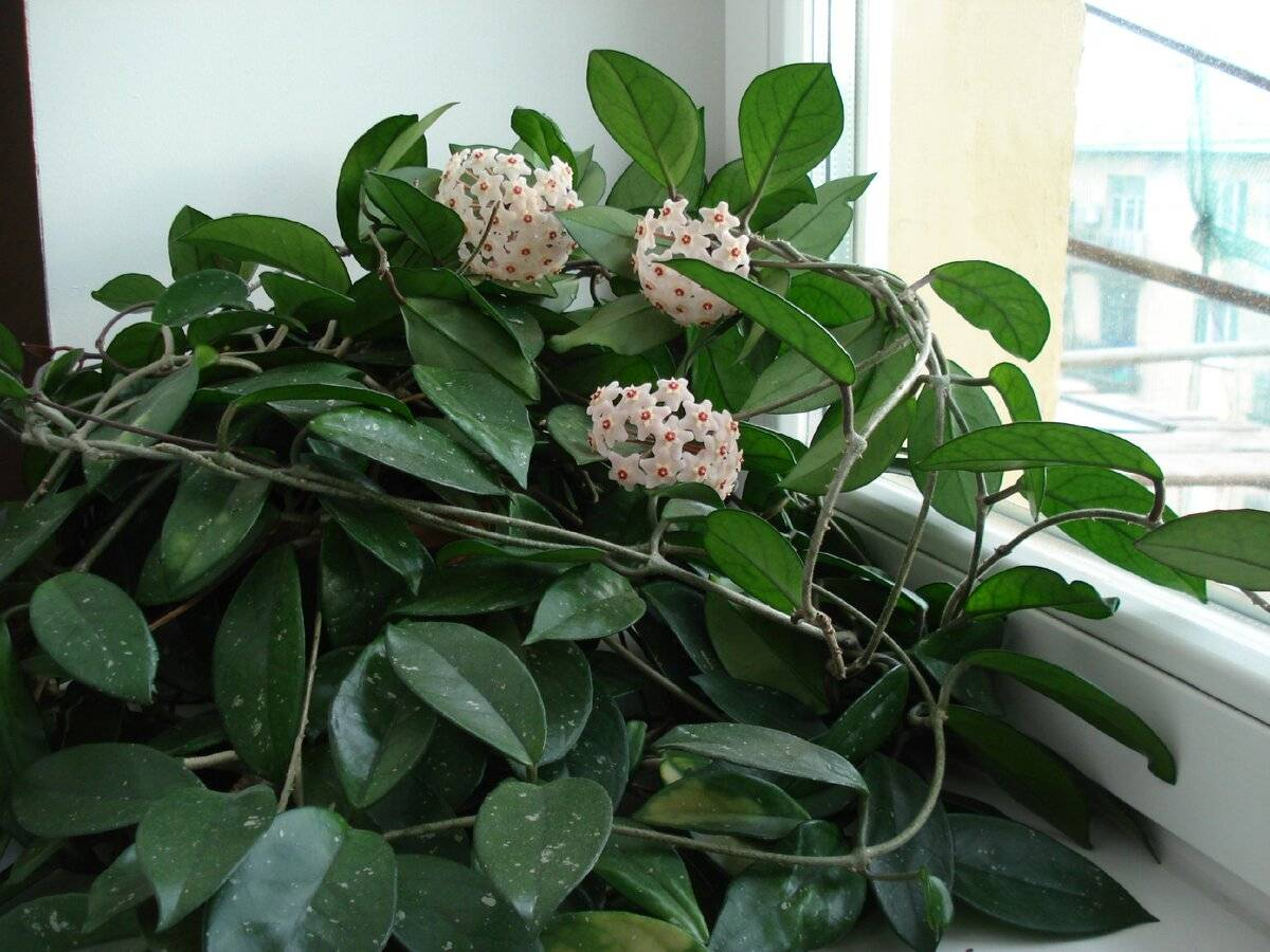 Плющ восковой