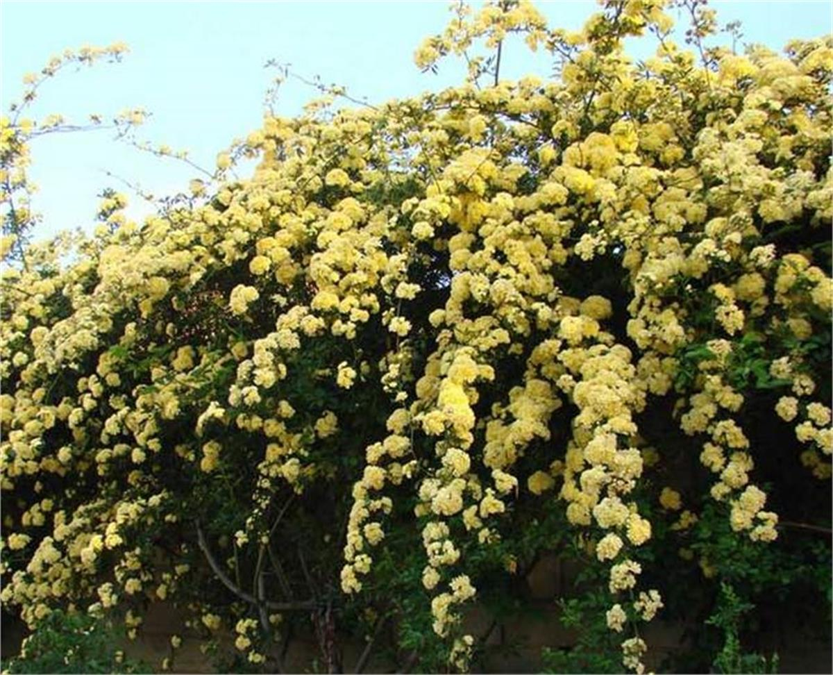 Роза желтая