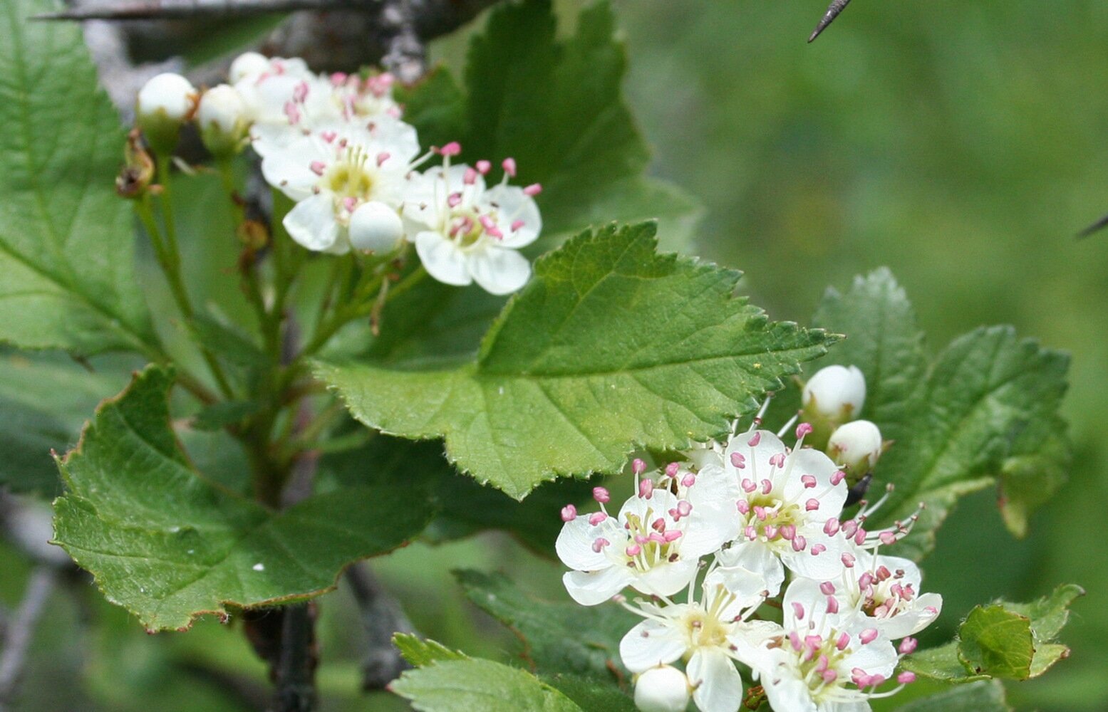 Боярышник кроваво-красный