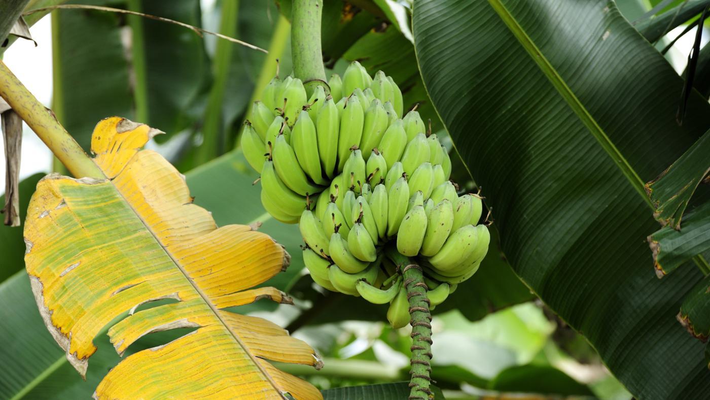 Банан Бальбиса