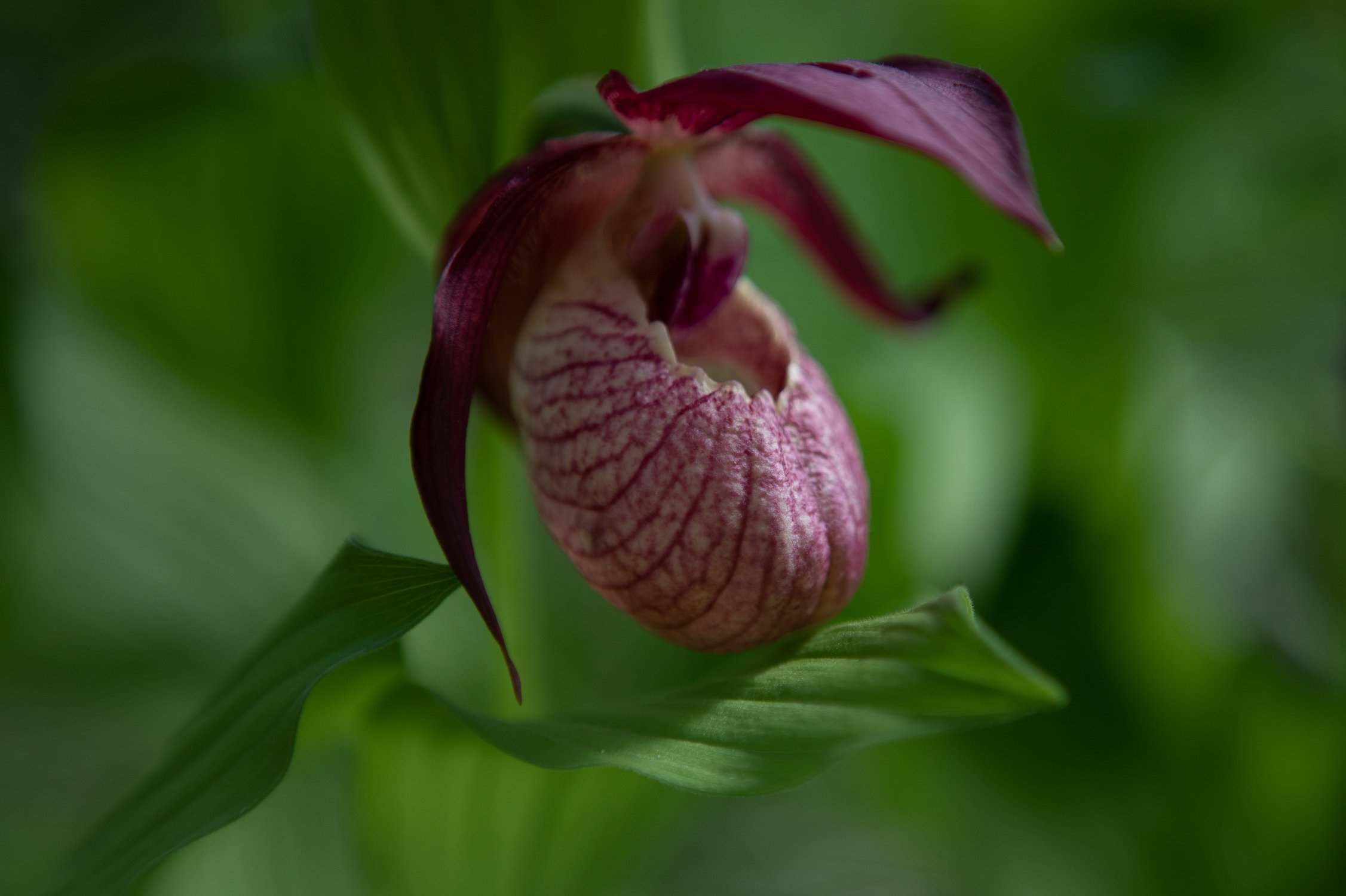 Башмачок вздутый