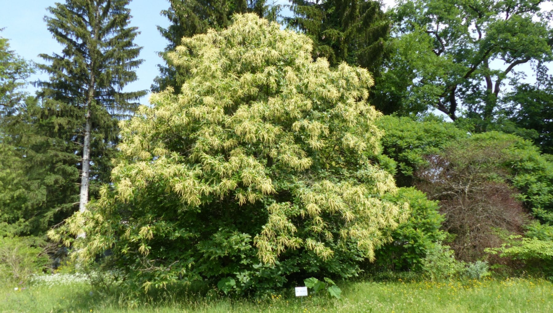 Каштан американский