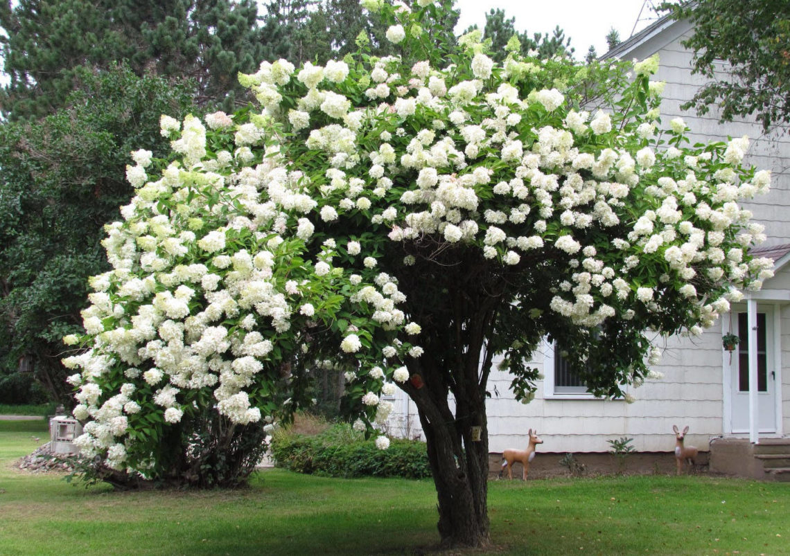 Калина Райта Калина Райта
