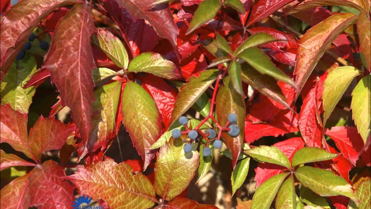 Девичий виноград Генри