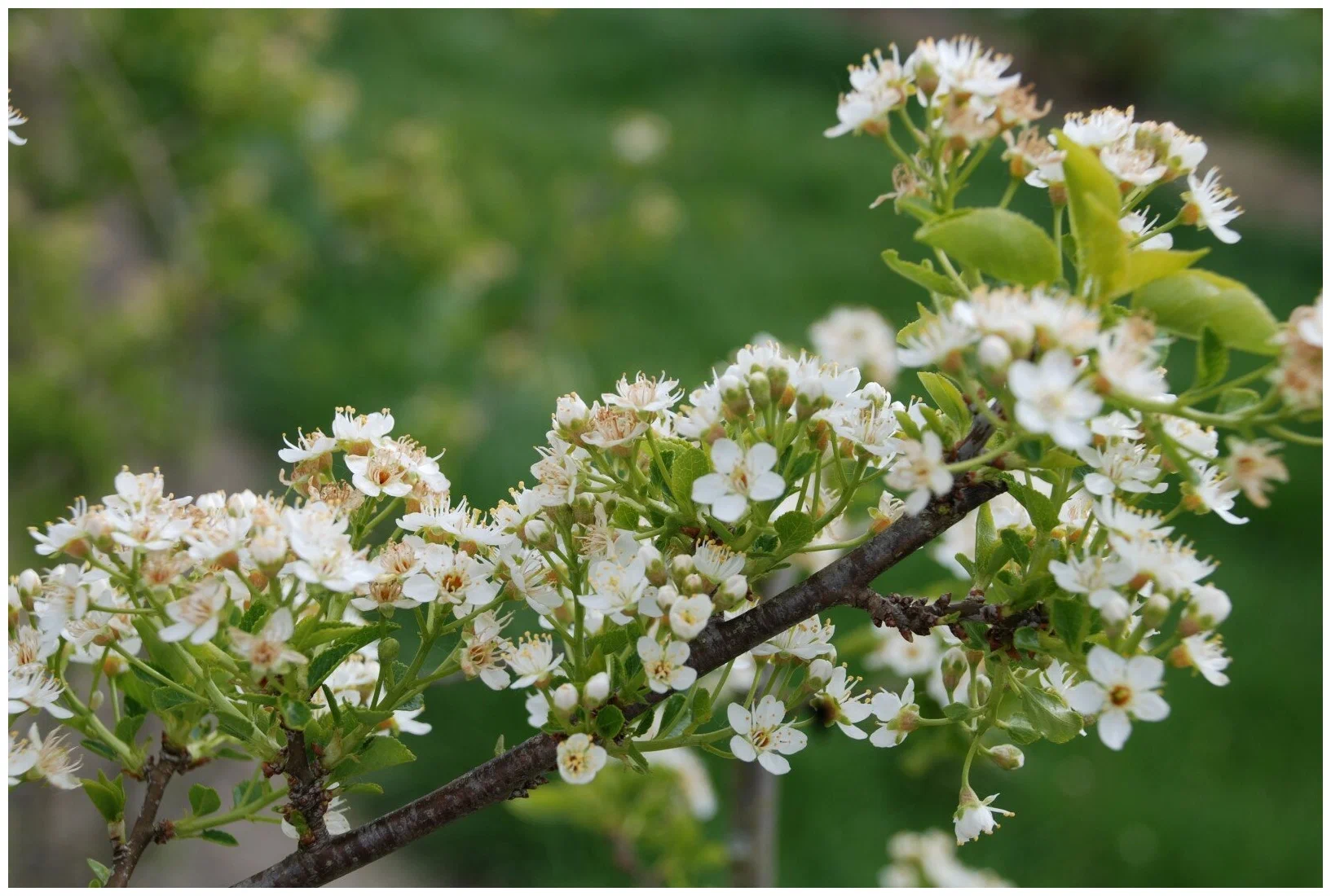 Черемуха антипка