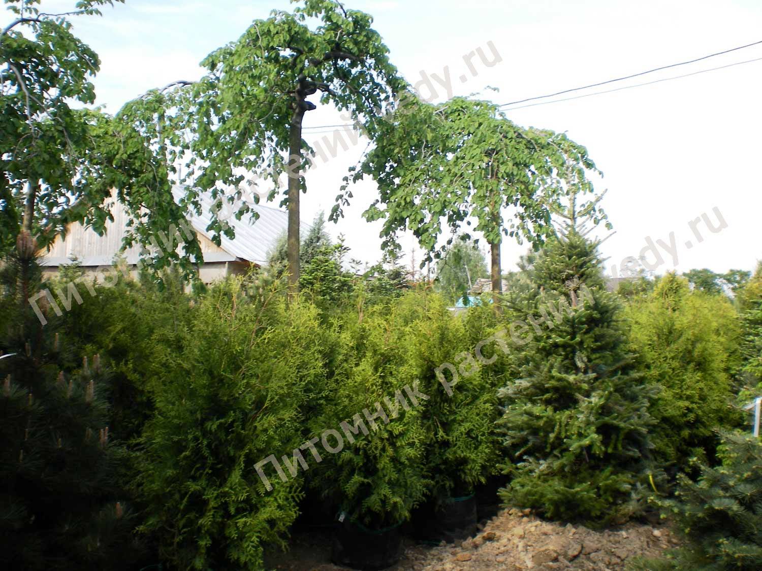 Вяз голый Вяз голый