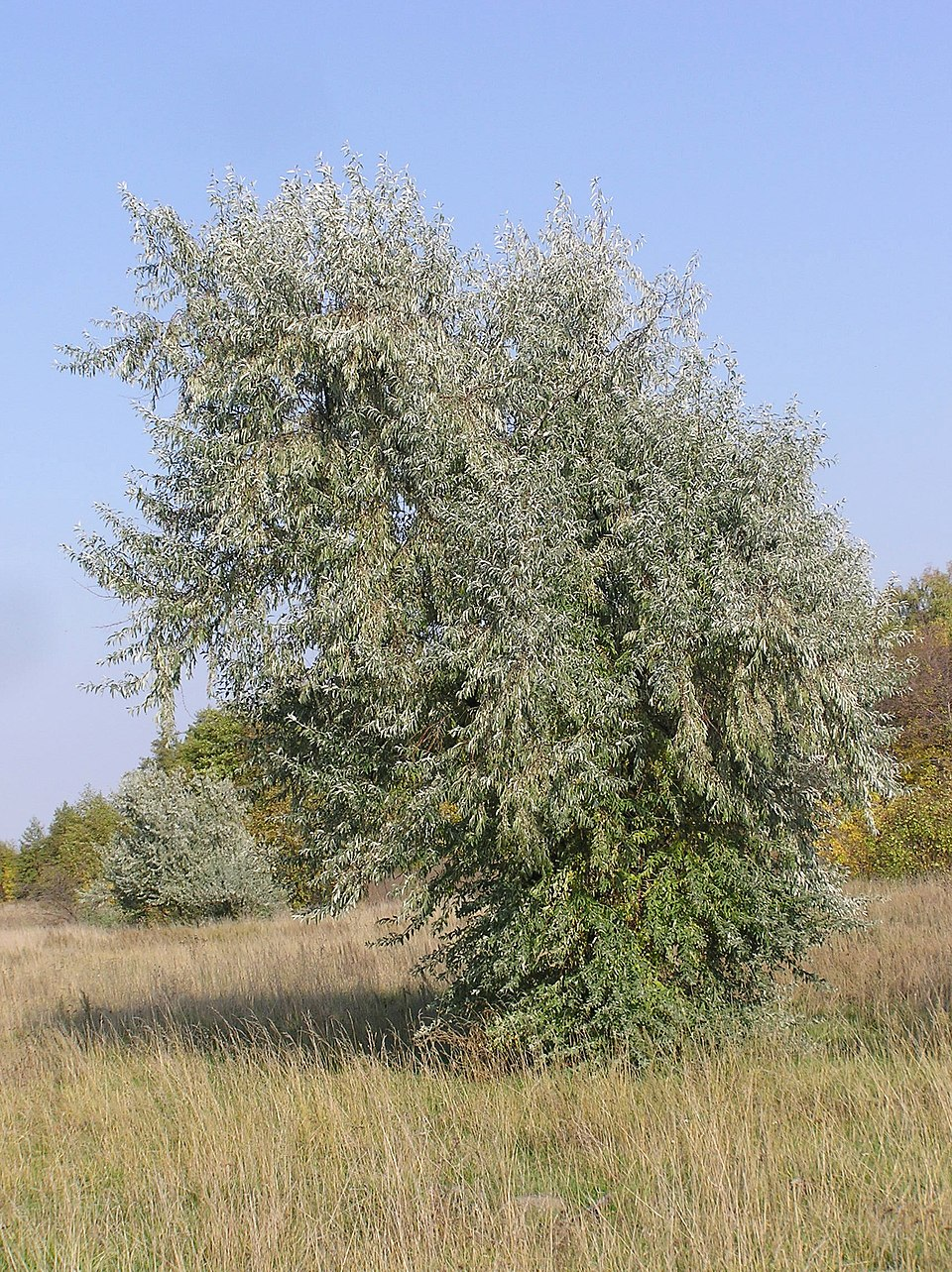 Лох пахучий