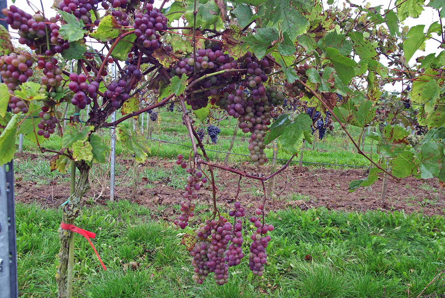 Виноград лабруска