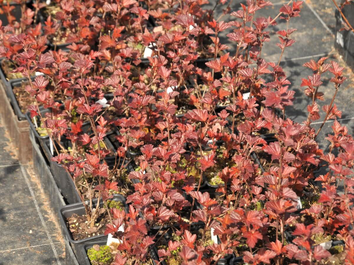 Пузыреплодник сизый