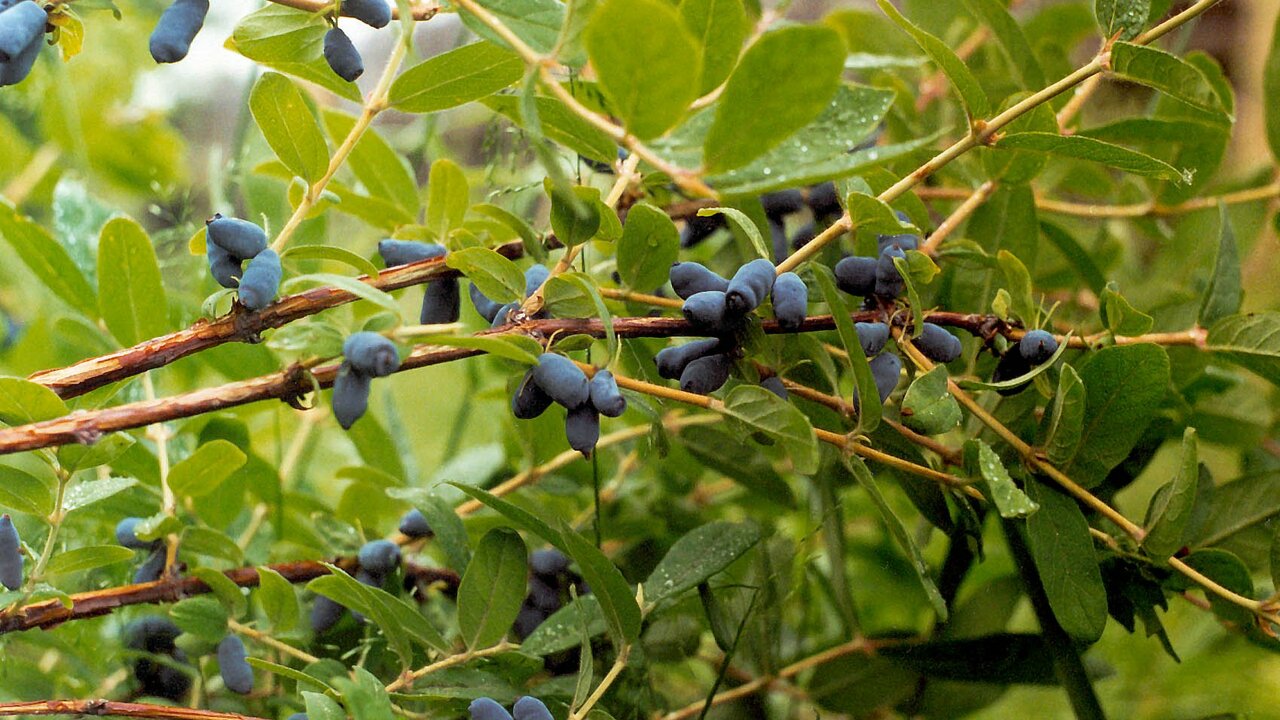 Жимолость алтайская