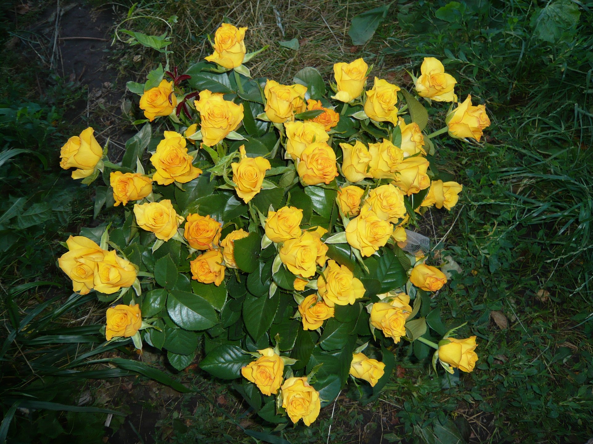 Роза желтая