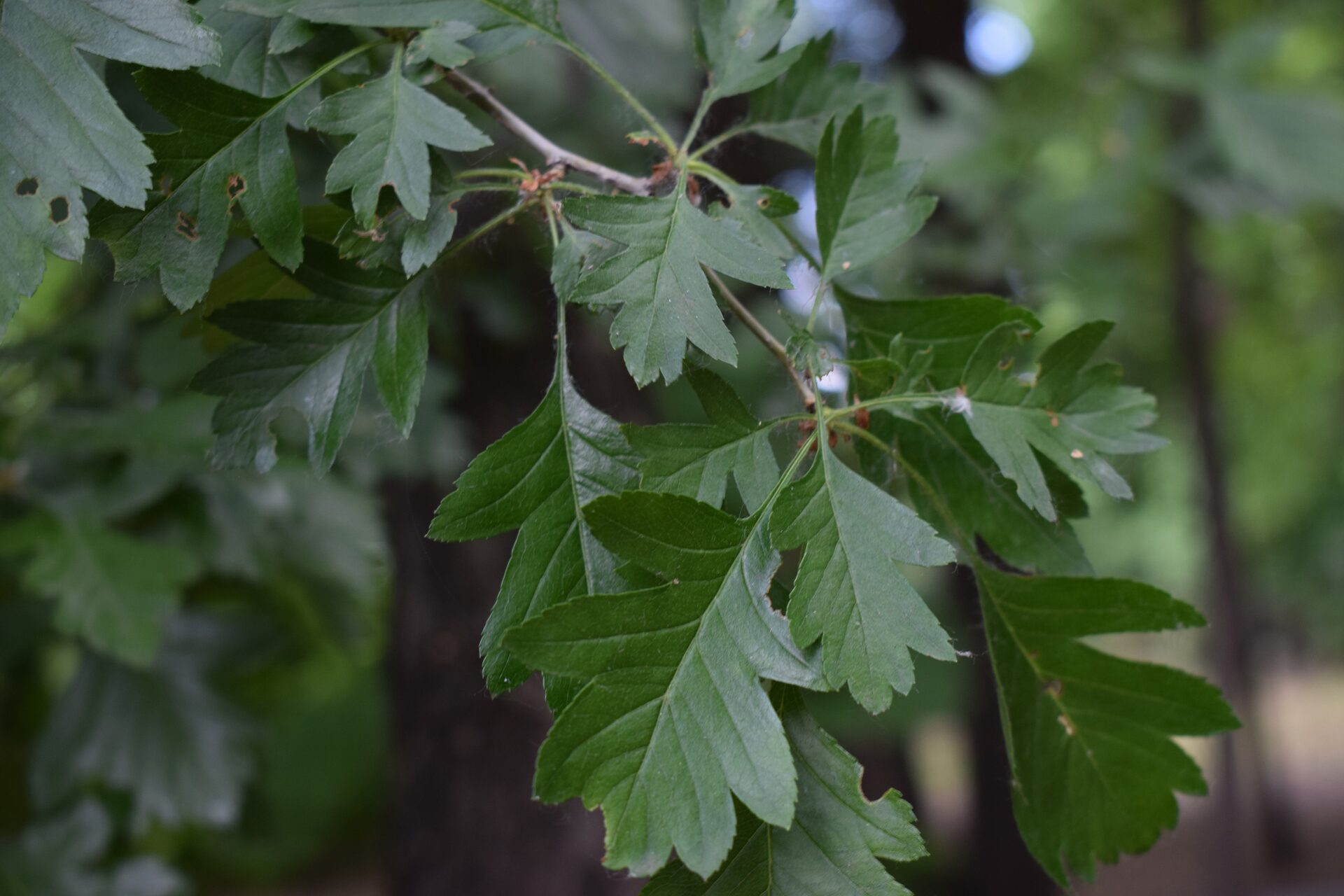 Боярышник перистонадрезанный