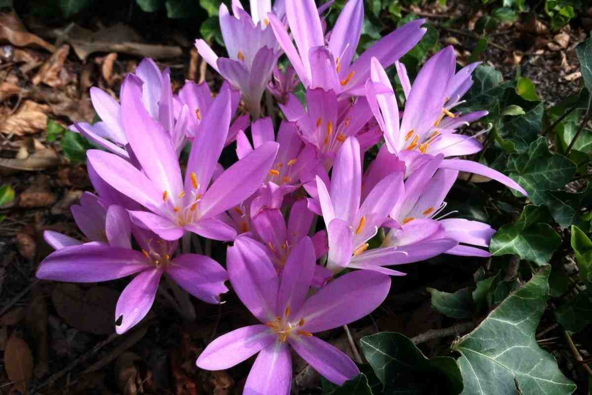 Безвременник великолепный Безвременник великолепный