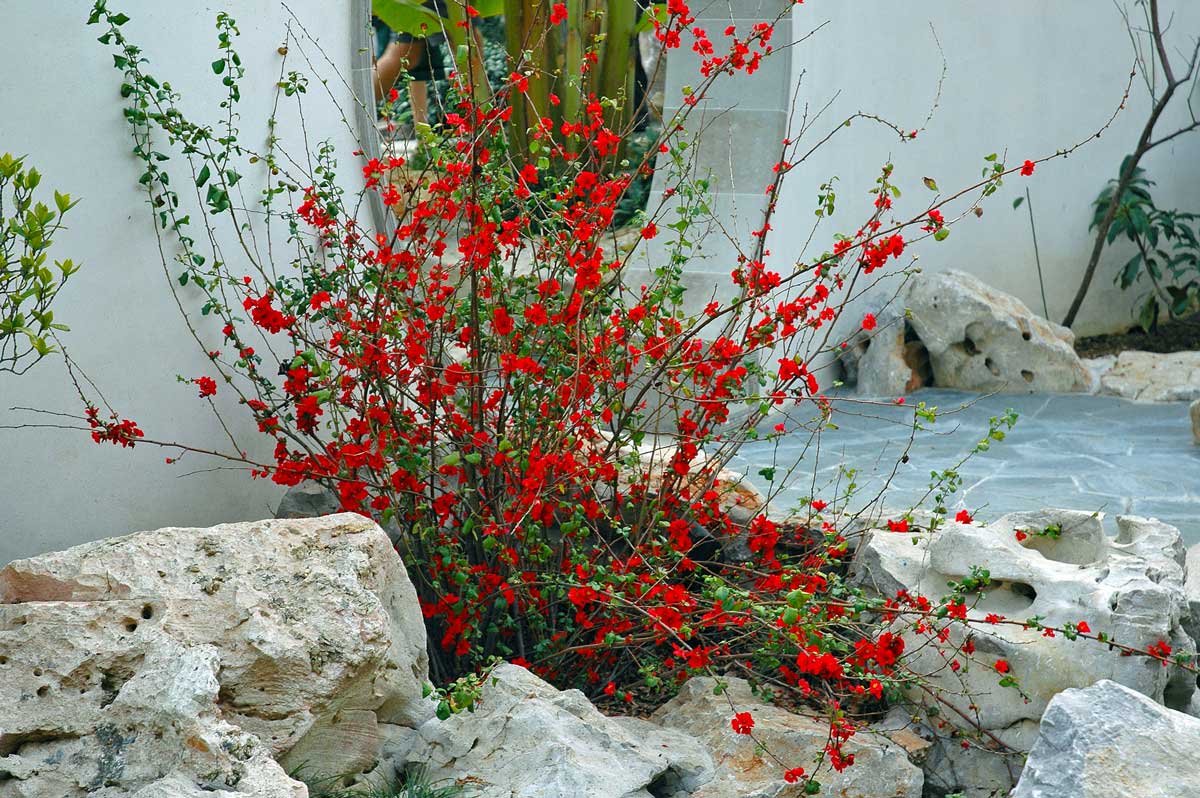 Айва катаянская Айва катаянская