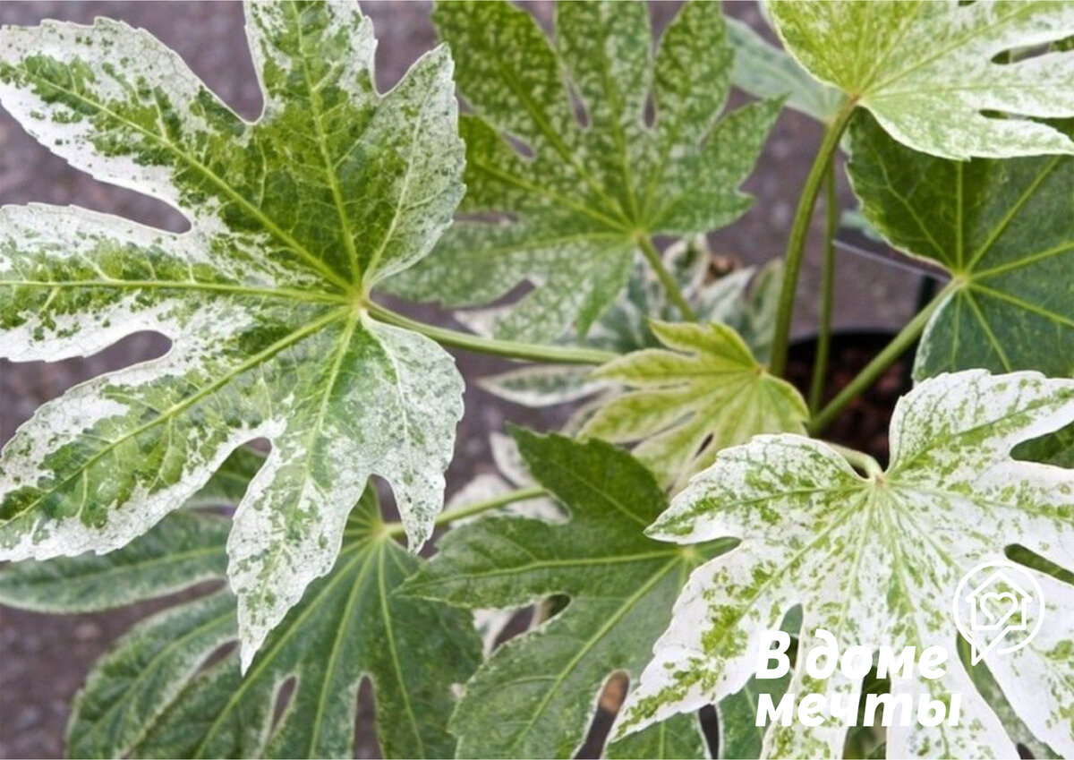 Каштан японский