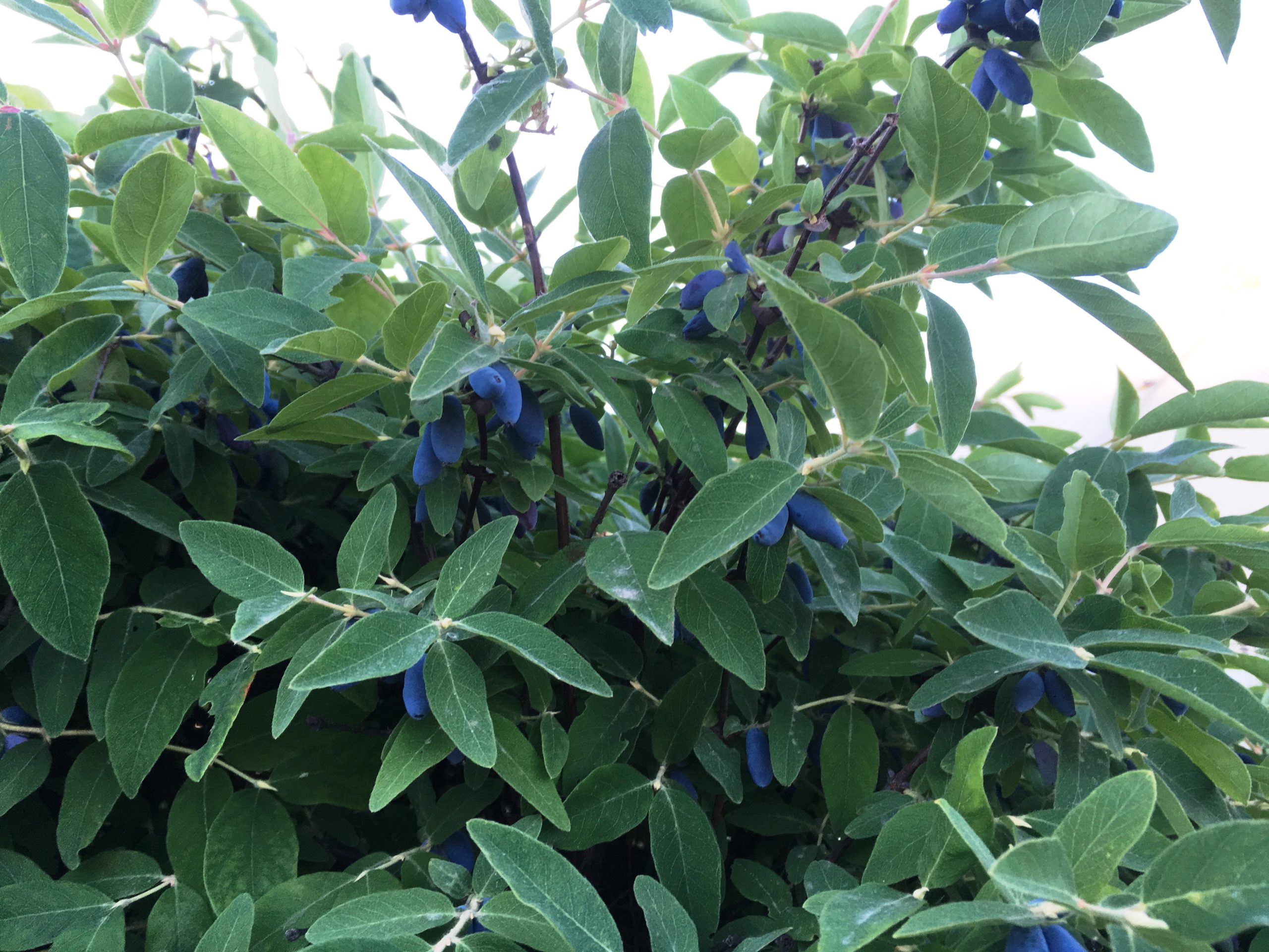 Жимолость алтайская