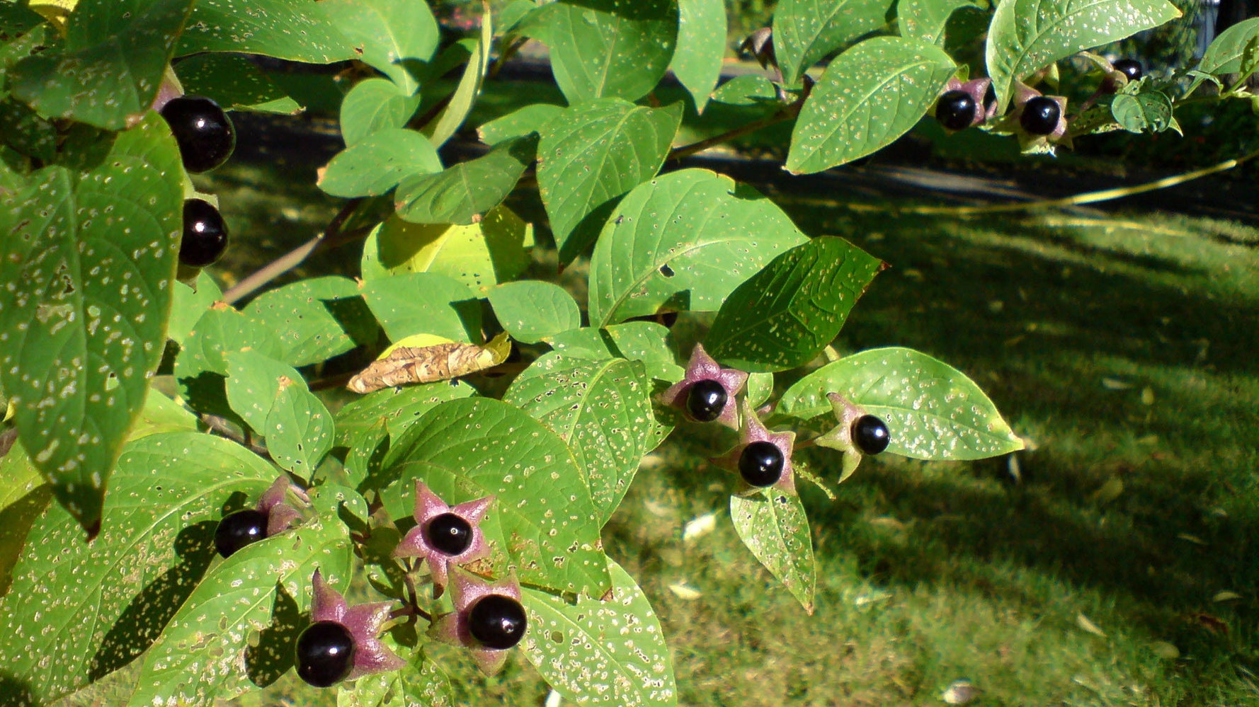 Белладонна