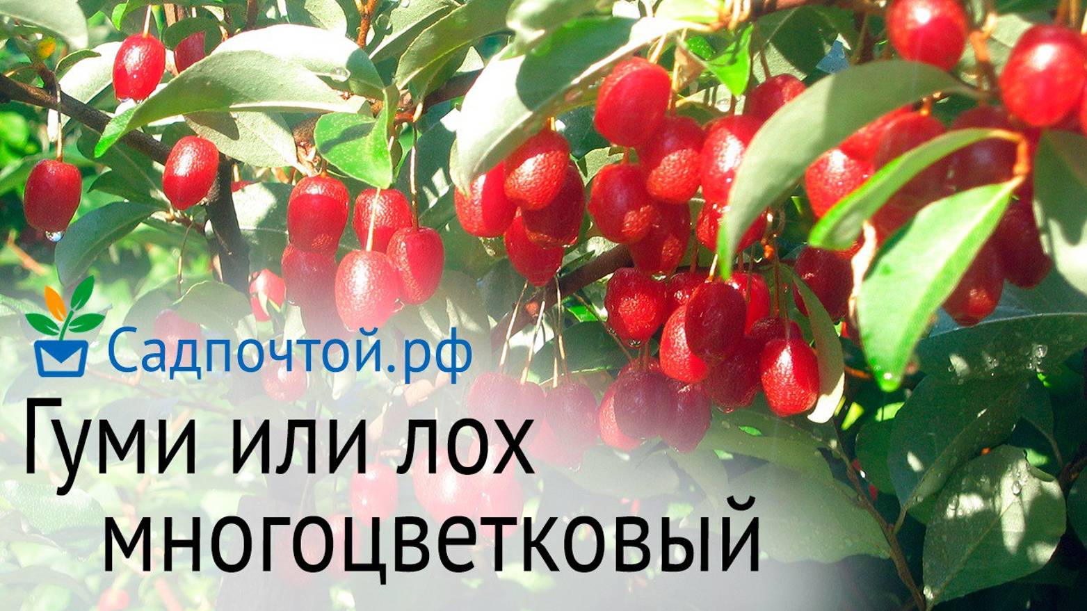 Лох многоцветковый