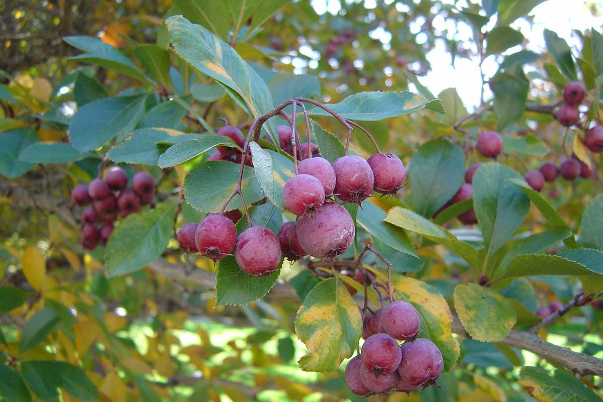 Боярышник петушья шпора