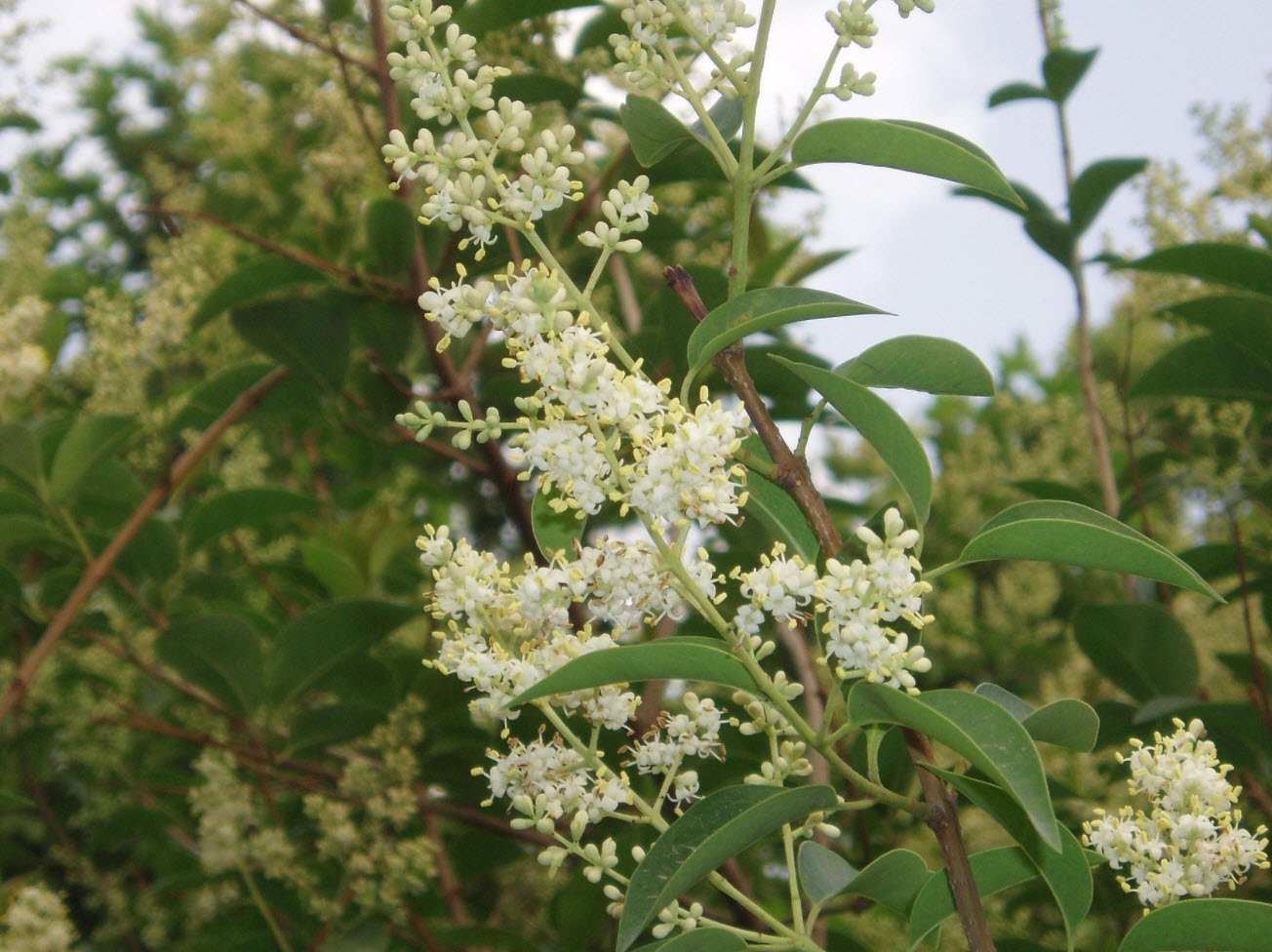 Бирючина блестящая Бирючина блестящая