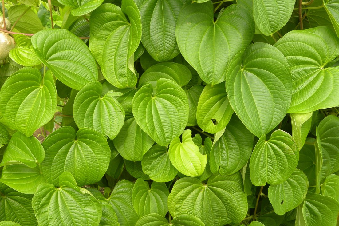 Диоскорея Диоскорея