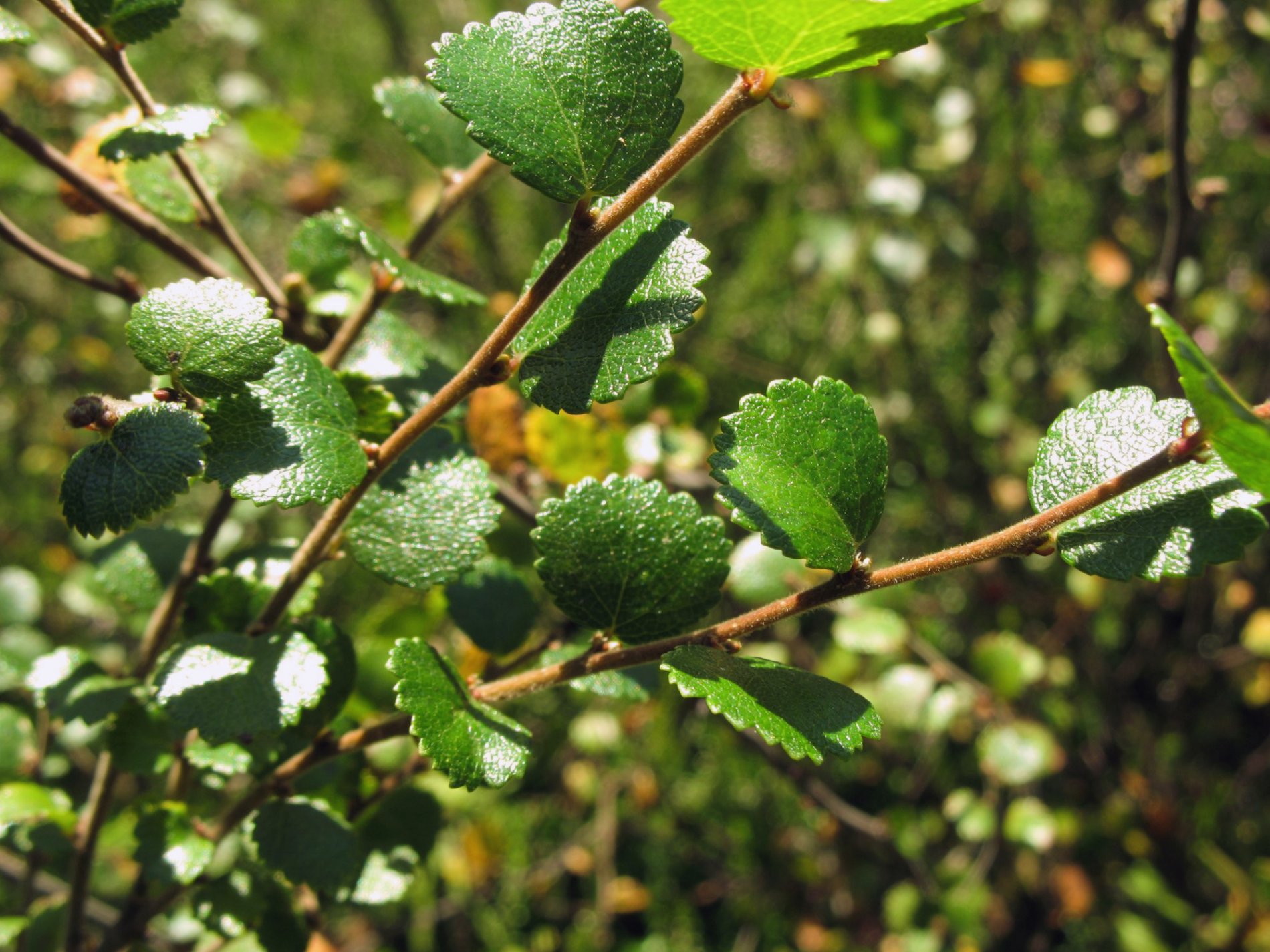 Береза карликовая Береза карликовая