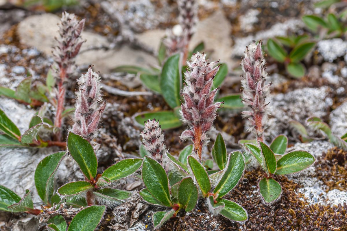 Ива полярная